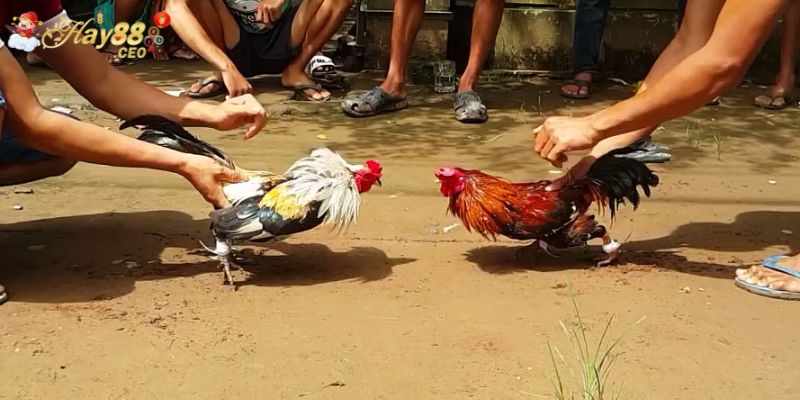 Sơ lược về đá gà Hay88