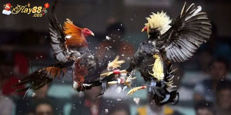 Đá gà cựa sắt kịch tính